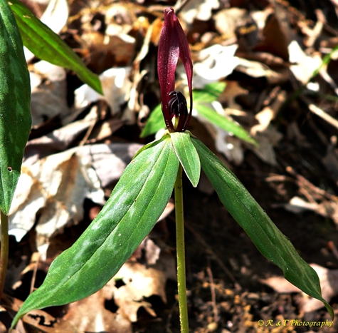 {Trillium lancifolium}